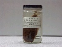 藏品(青纓鮃)的圖片